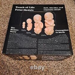Heritage House'76 Touch of Life Fetal Models 12 / 16 / 22 / 26 Weeks