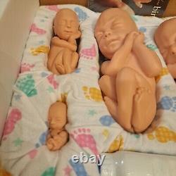 Heritage House'76 Touch of Life Fetal Models 12 / 16 / 22 / 26 Weeks