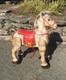 Vintage metal ride on horse, MOBO horse, it steers, made in England, works
